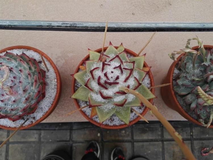 多肉十二卷养护经验,露养多肉过冬的最佳方法