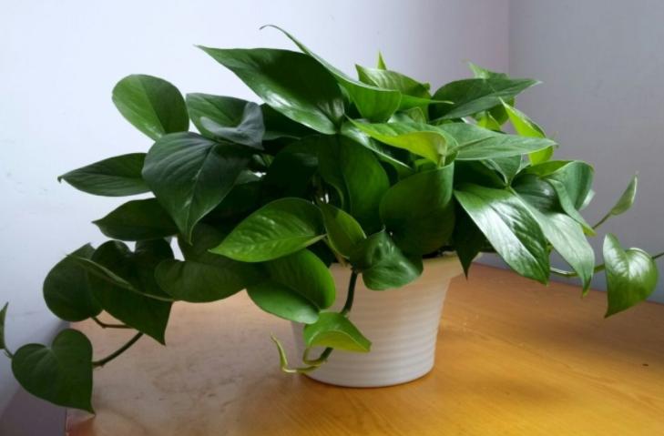 养的绿萝烂根是什么原因,绿萝黄叶了怎么办教你一招救活