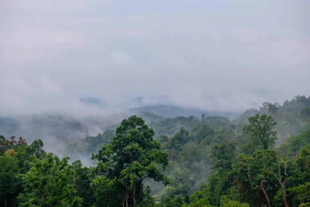 中国人喝真茶,为了喝一口好茶必须精益求精