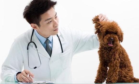 泰迪毛病怪不怪,泰迪哪些行为是看不起人