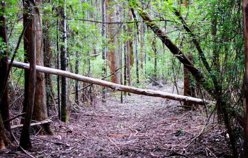 为啥山东的土话也接近普通话,山东为什么说土话
