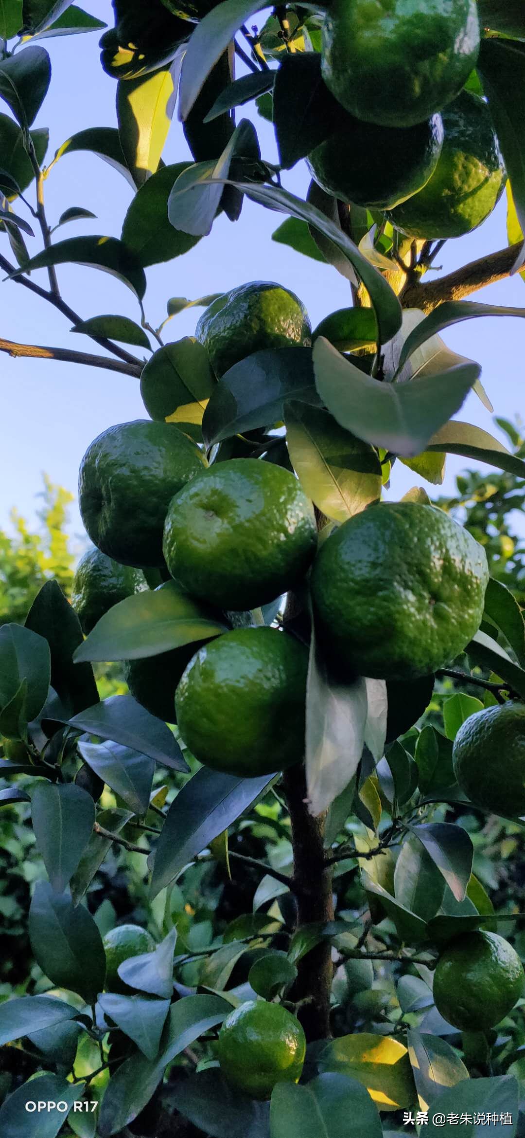 辛苦一年，柑橘不能让脸肿浮皮，一锅端