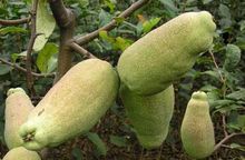 长阳土家族自治县花店,长阳土家族自治县杀人案