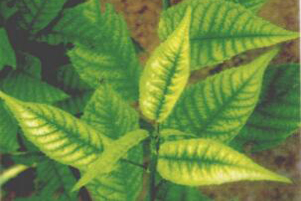 樱桃树枝叶发黄是什么原因,樱桃叶子缺铁