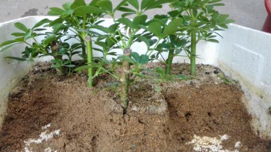 鸭脚木枝叶扦插不发芽,鸭脚木不黄叶的妙招