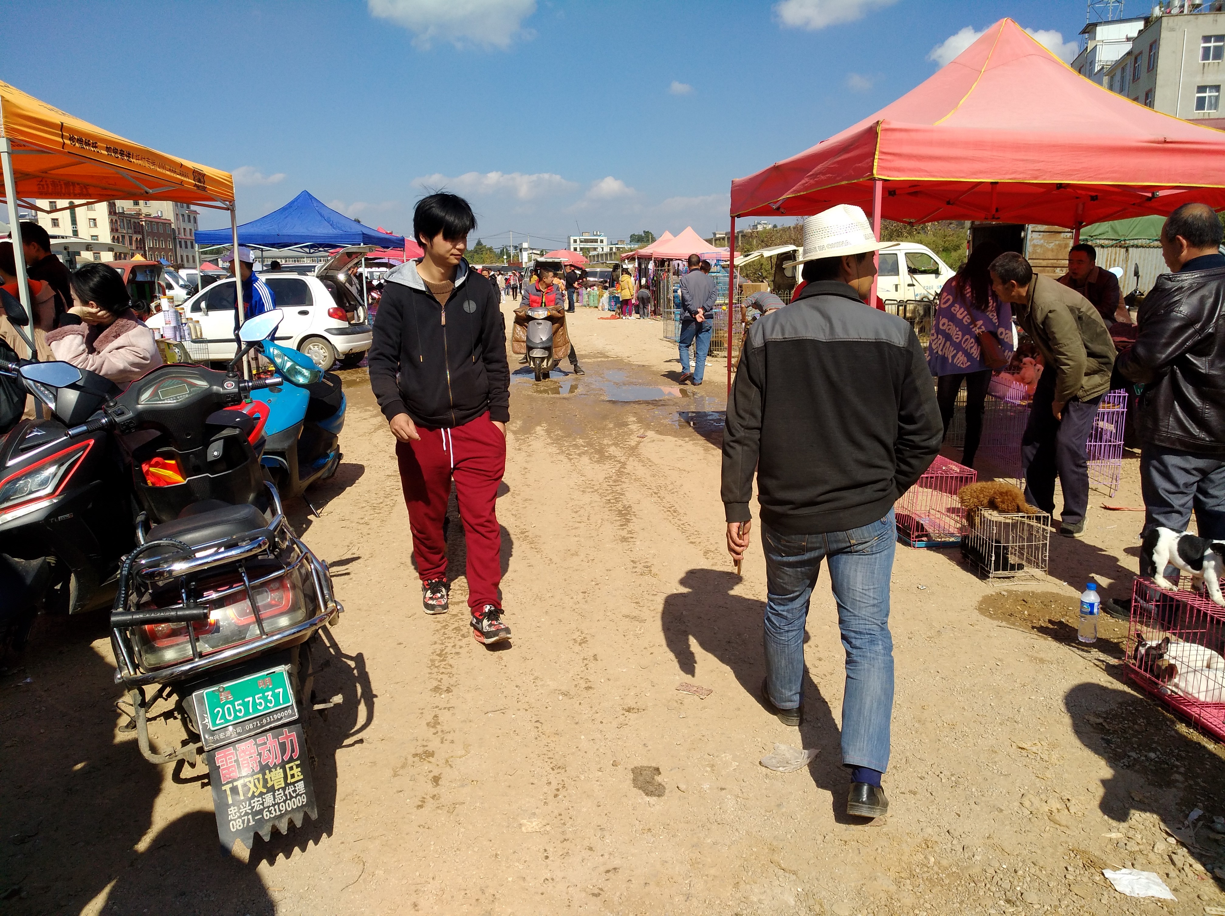 为什么不建议网上买狗狗,如何正确购买宠物狗