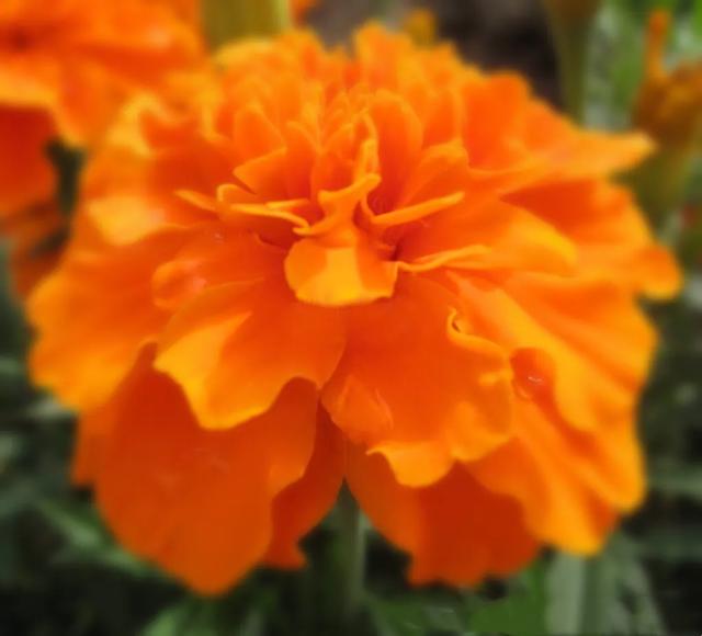 孔雀草叶,孔雀草花色艳丽