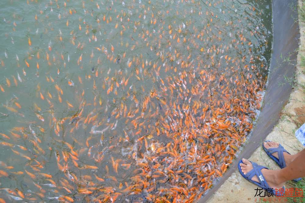 锦鲤苗成长,日本锦鲤水花苗成长