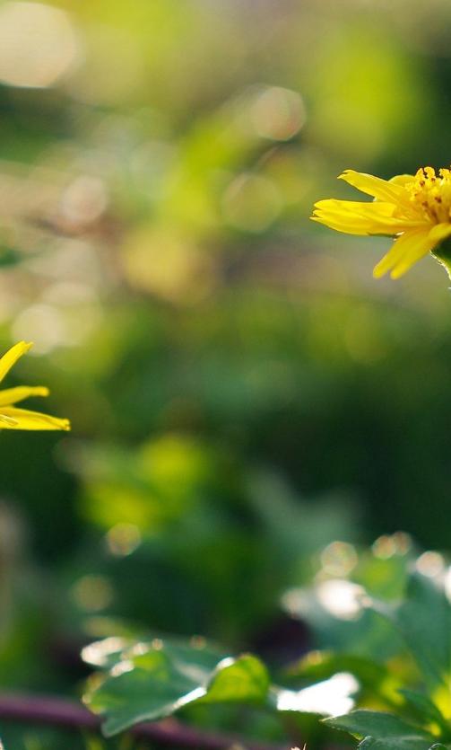 意境优美的古诗五绝,最美五绝诗赏析