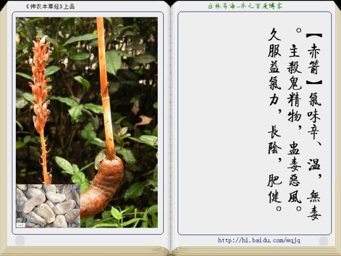 本草纲目中药讲解视频,本草纲目中药图谱及药理讲解