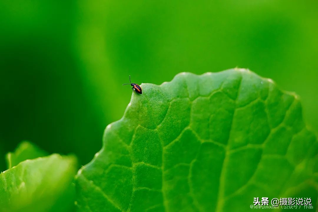 近摄镜拍微距,近摄镜测评视频