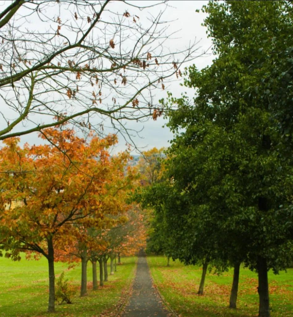 红的绚烂,黄的璀璨,秋叶静美,知多少?