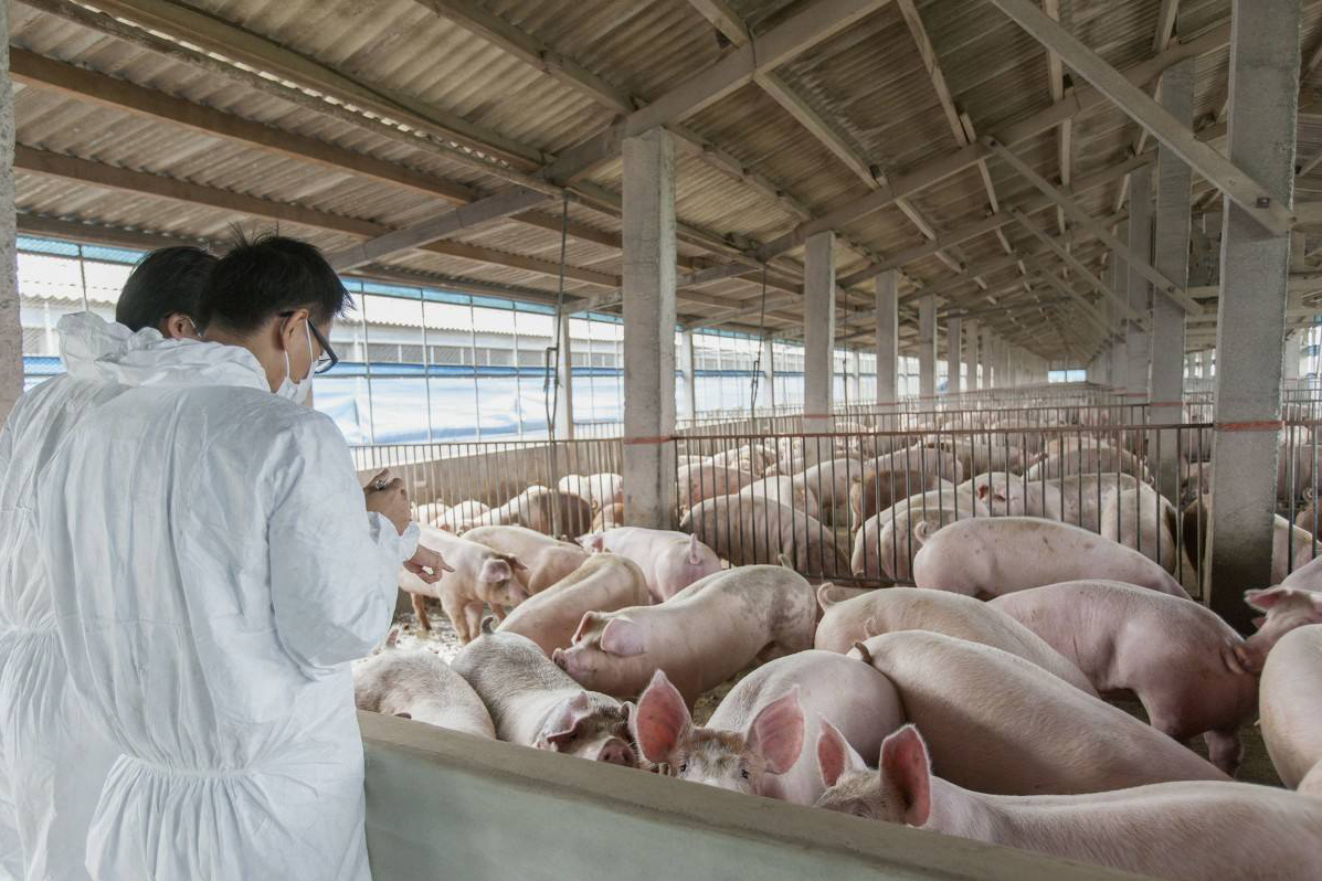 猪肉有一股尿骚味一般人吃不出来,才买的猪肉遇热就有一股怪味