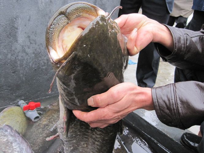 夏钓鲶鱼的技巧,钓胡子鲶的最佳方法
