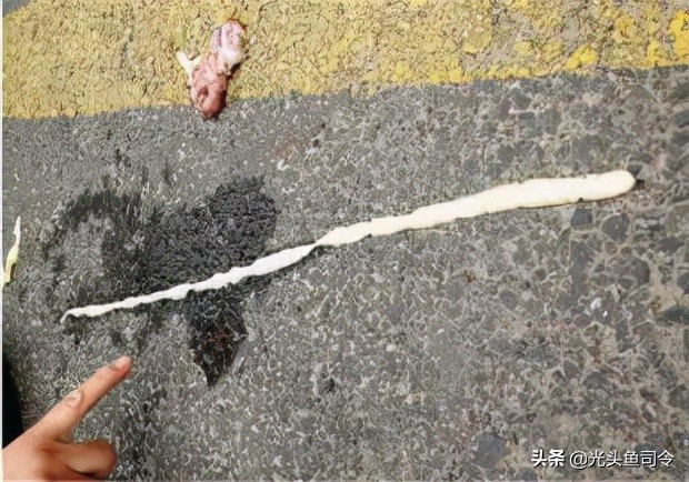 鱼类体内寄生虫图片大全,春季鱼类常见的寄生虫