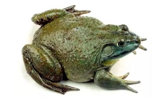 牛蛙出现败血症会传染么,冬天牛蛙得了脑膜炎还能活多久