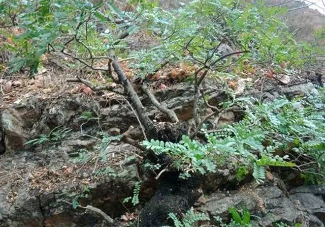 哪些植物可以用来做枕头,哪种植物的叶子可以做枕头