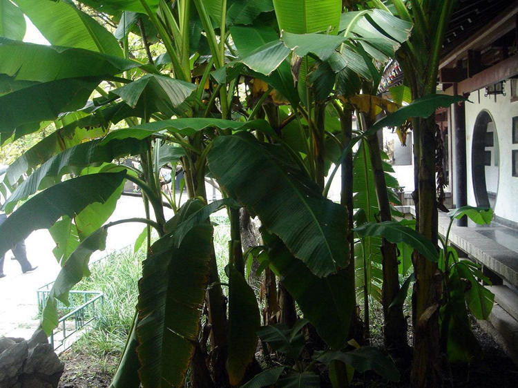 芭蕉树香蕉树的区别,芭蕉树和香蕉树的区别