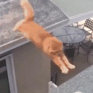 猫圈一定是魔咒吗,猫圈玄学黑猫