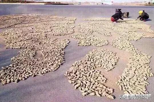 种大姜视频教程全过程,大姜催芽技术要点