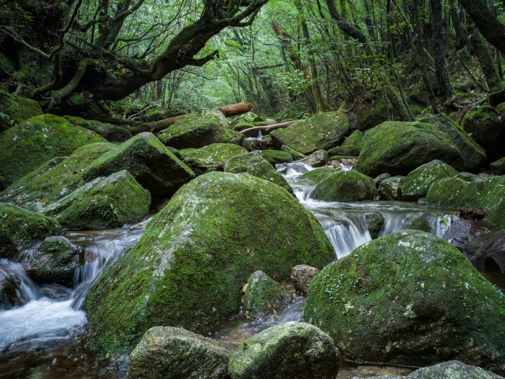 vivonex3和vivonex3s,vivonex3和vivonex3s区别