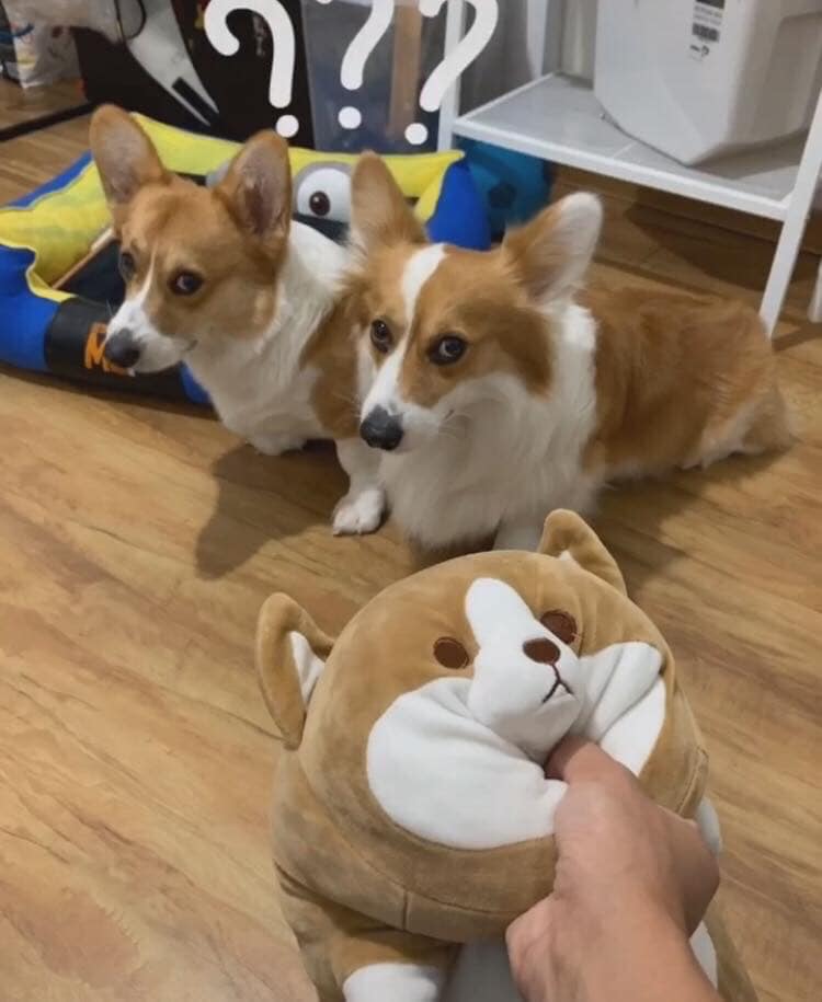 柯基咬拖鞋主人反咬玩具,两只柯基抢玩具