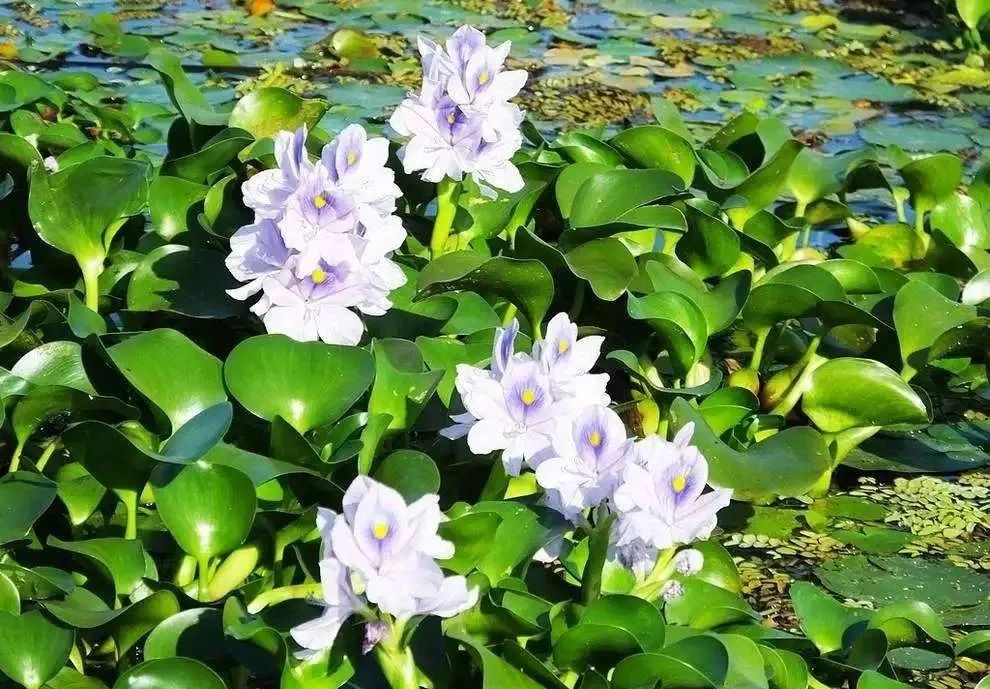 水浮莲的生长特点,凤眼莲好养吗图片