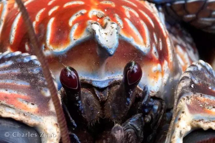 椰子和螃蟹能一起吃吗,传说中的椰子蟹剥开后全是蟹肉