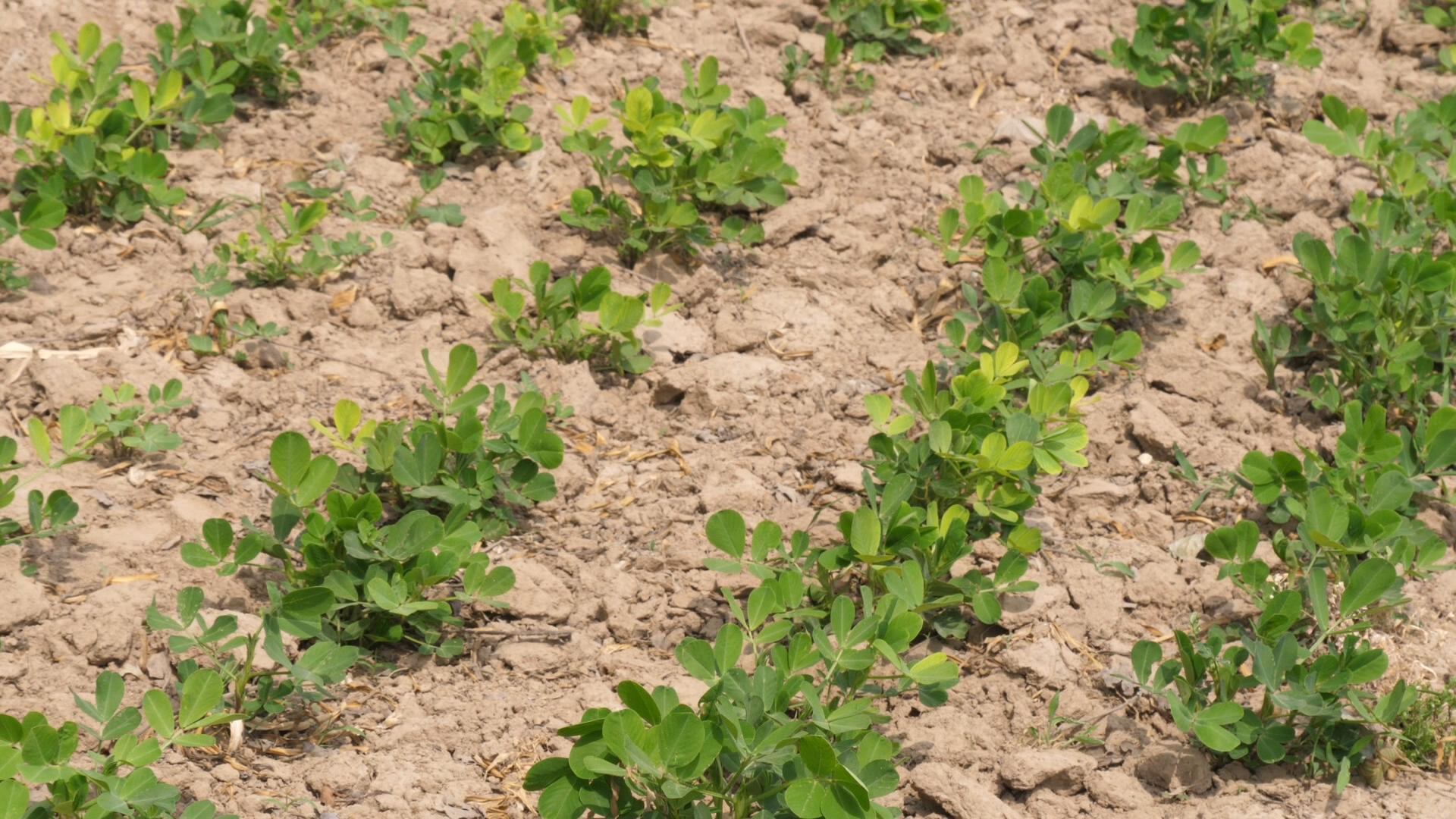 花生苗期怎么管理,花生的苗期管理用什么肥料高产