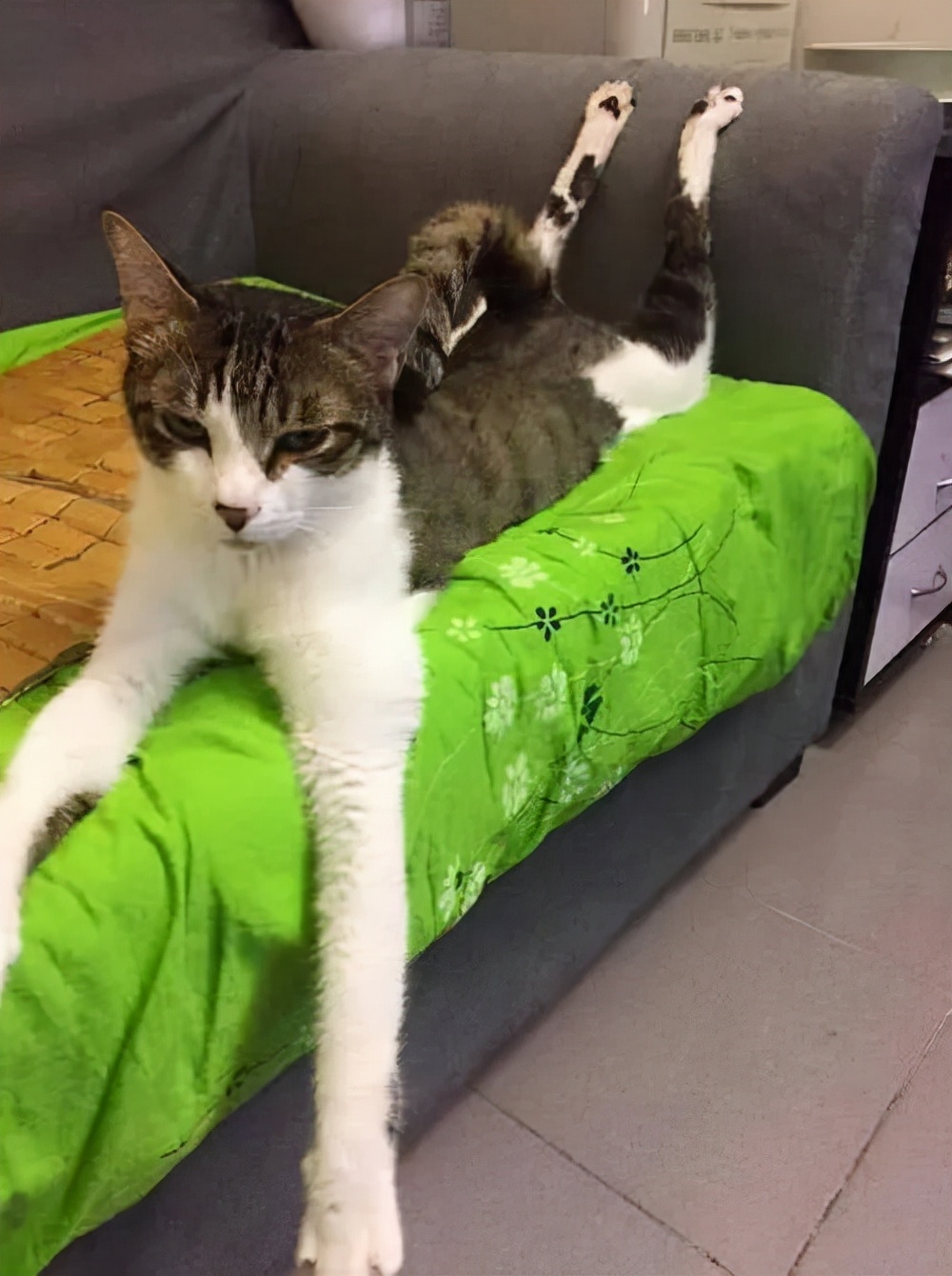 猫的终极凡尔赛：你的屏幕放不下我的腿