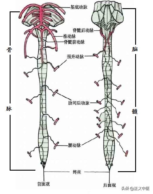 经脉与经脉靠什么相互连接,经脉与经脉的连接