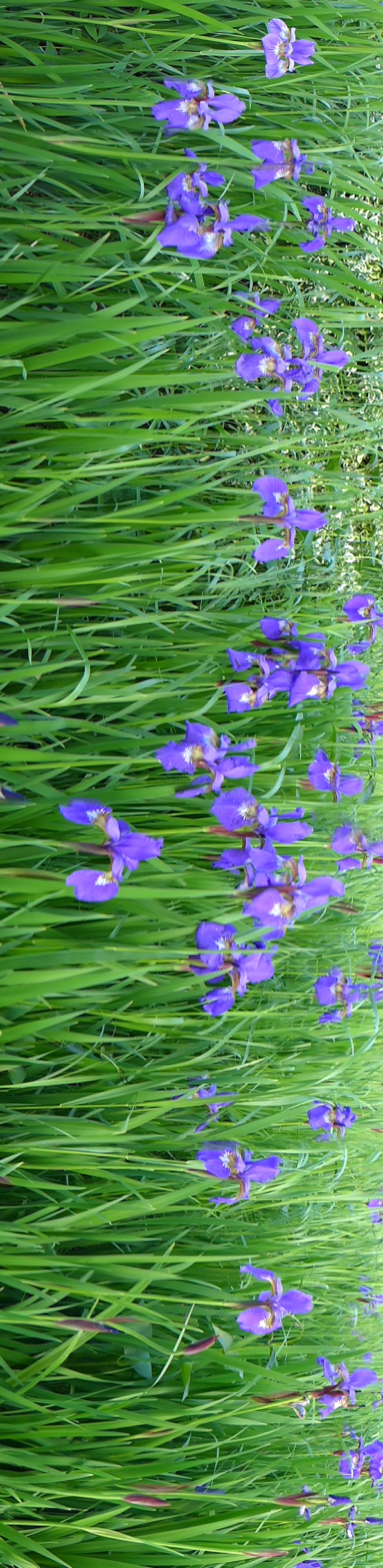 绿山墙的安妮大概内容,绿山墙的安妮内容怎么样