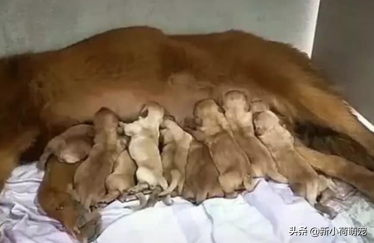 狗狗生娃后很凶,狗狗生娃生太多了