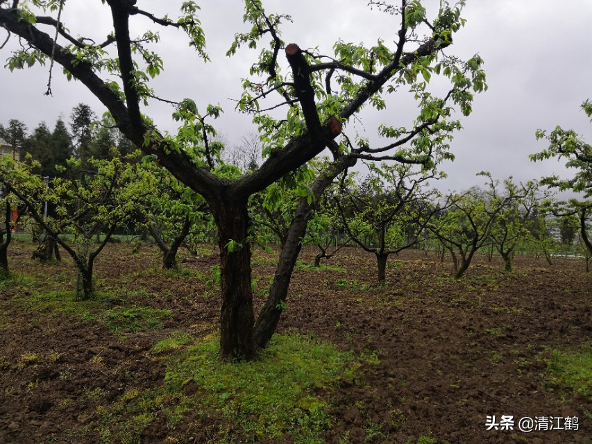 保果肥的最快解决方法,贪吃一口竟然带来这样的后果