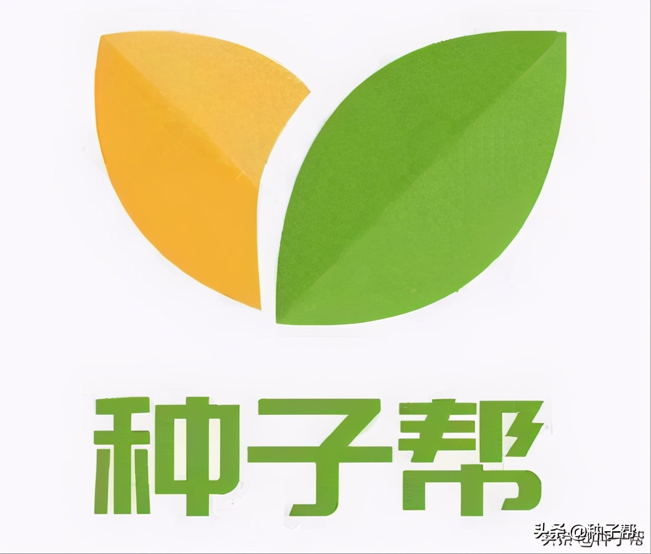 四季海棠每年什么时候发芽开花,四季海棠扦插苗为什么不开花