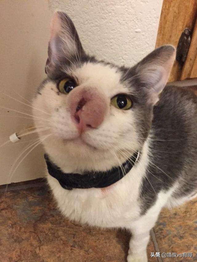 猫咪患上猫鼻支症状,猫咪眼睑炎的6大表现症状