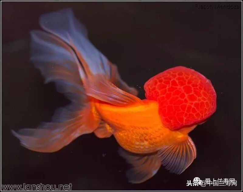 十大最稀有的金鱼品种,比较大的金鱼品种有哪些