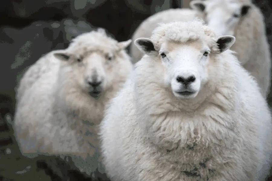 用绵羊油护肤皮肤竟如此水润饱满,莱蔻澳洲绵羊油多效水润嫩肤霜