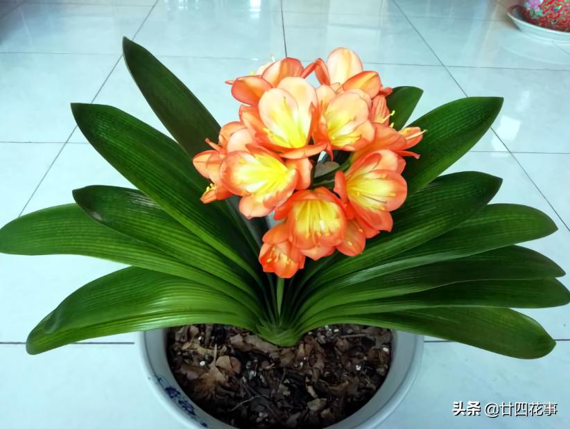 适合懒人养的四季花苗,这10种花越贱养越疯长