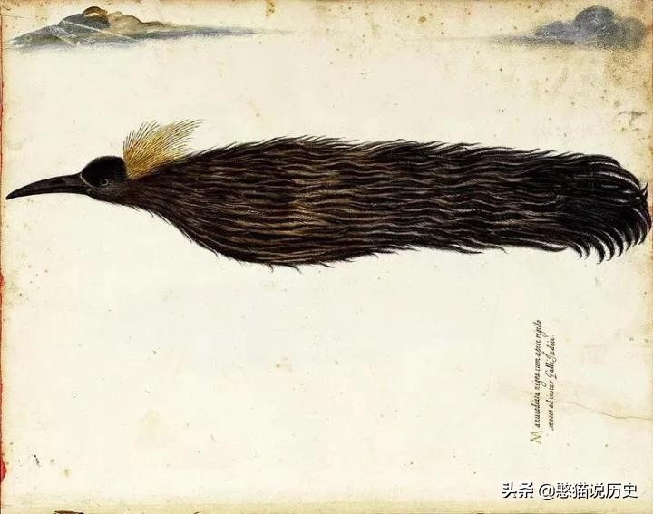 无脚鸟古人,无脚鸟世界上有什么鸟