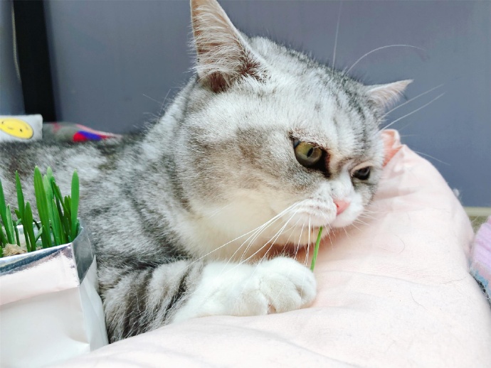 猫品种介绍田园猫,中华田园猫中最稀有的田园猫排名