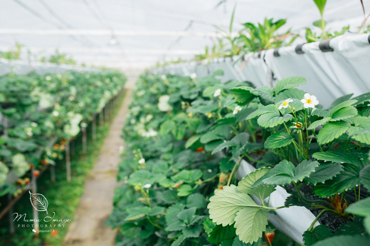 几百亩草莓采摘基地，无销售，不够卖，老板：绿色天然无公害