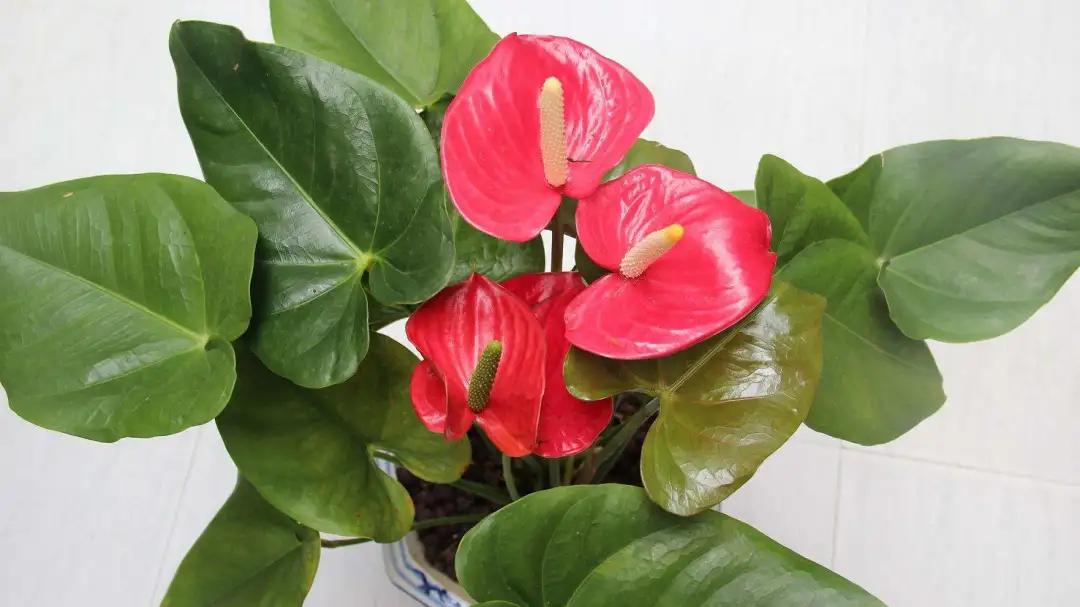 老红掌怎么养才能更旺盛,红掌火鹤怎么养