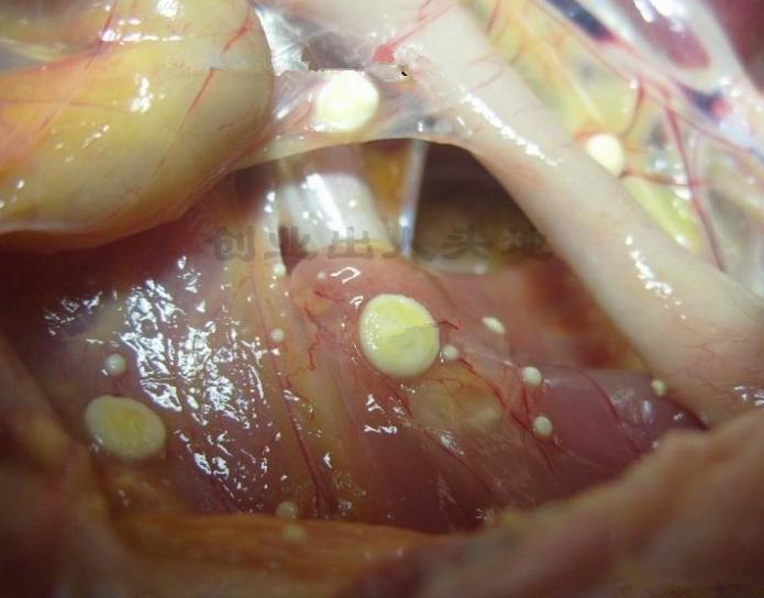 蛋鸡霉菌侵害生殖系统怎么治疗,蛋鸡养殖中霉菌毒素的危害和治疗