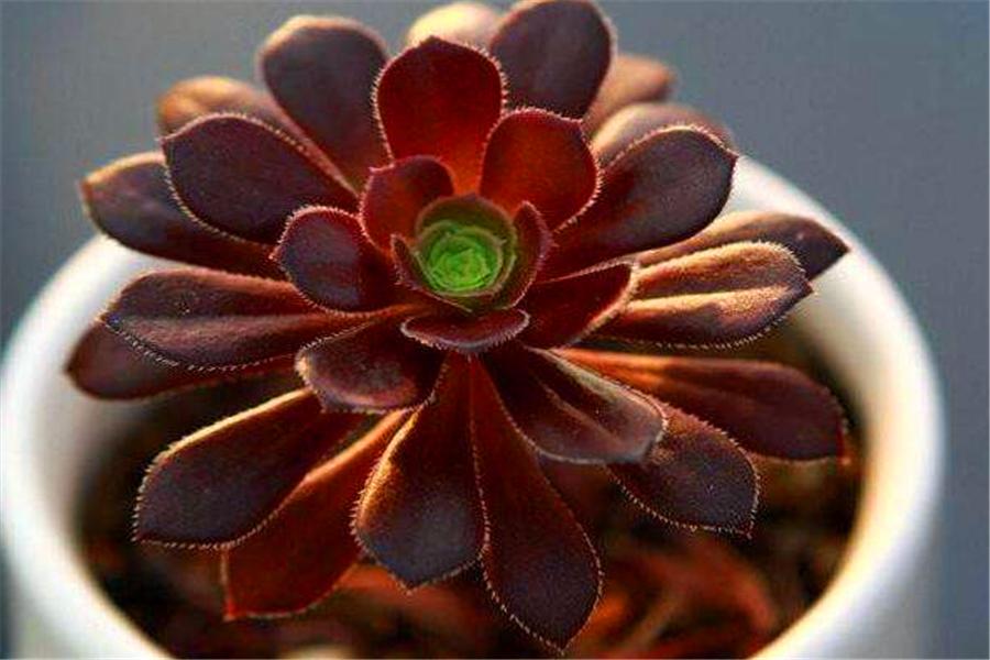 多肉黑法师如何修枝,养黑法师怎么上色