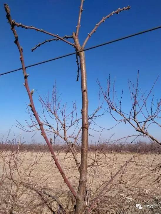 桃树长放修剪好、还是短截修剪好？