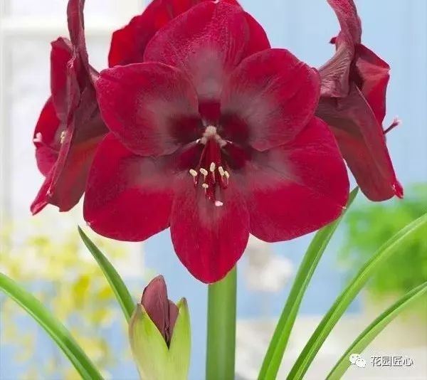 朱顶红为什么老是烂球,怎么才能让朱顶红不生小球