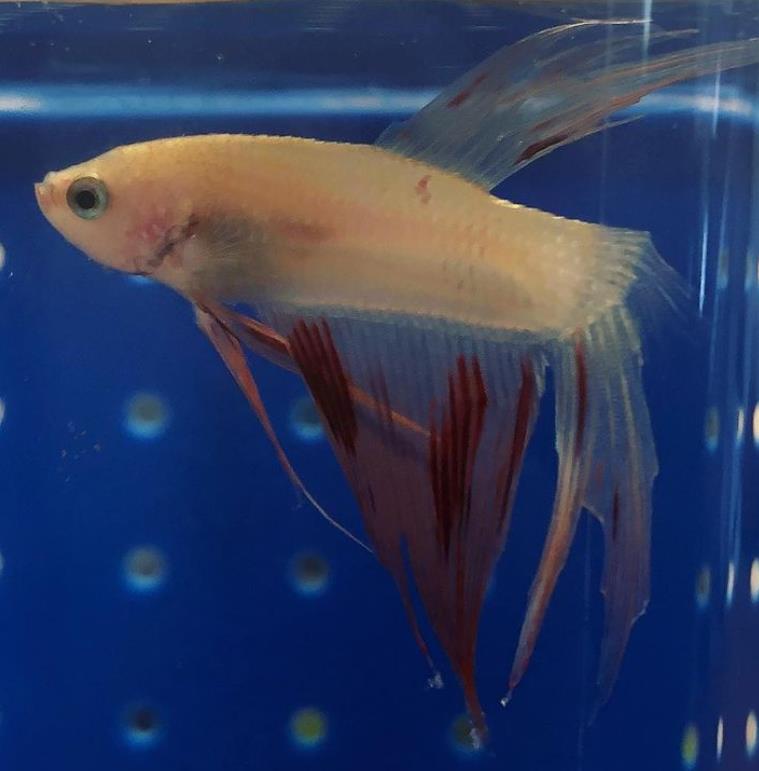 外国女子救下崩溃男子,外国女生救斗鱼