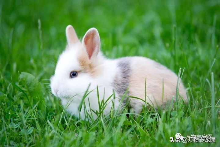 兔兔要死之前的征兆,兔兔突然死亡的原因