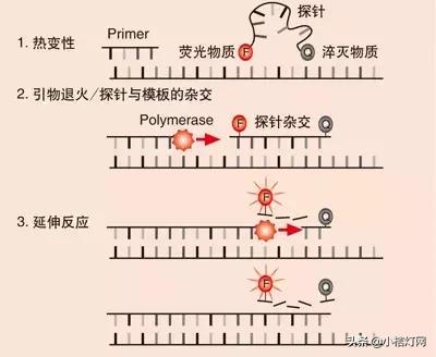 病毒性肝炎首选的检测指标,肝炎病毒全套检测项目